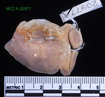 Media type: image;   Herpetology A-20977 Description: Specimen photo;  Aspect: whole body dorsal